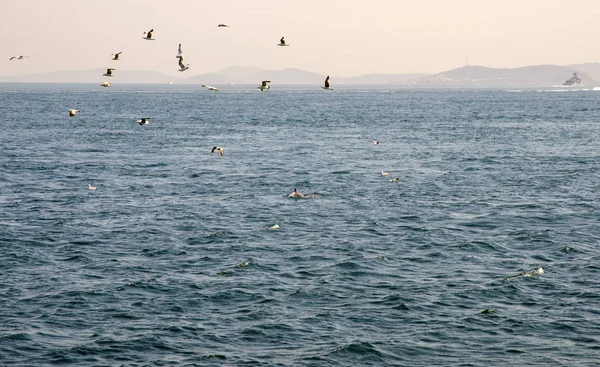 Boğaziçi Istanbul Martılar Yunuslar Ile — Stok fotoğraf