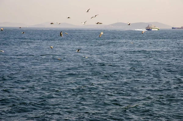 Boğaziçi, martılar ile İstanbul'a