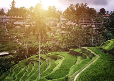 Tegallalang Rice Terrace - Ubud - Bali - Endonezya