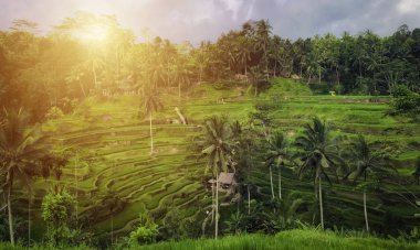 Tegallalang Rice Terrace - Ubud - Bali - Endonezya