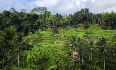 Tegallalang Rice Terrace - Ubud - Bali - Endonezya