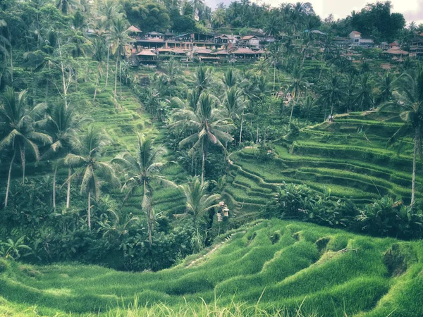 Tegallalang Rice Terrace Ubud Bali Indonesia — Stock Photo, Image