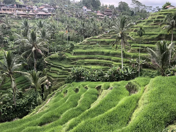 Рисовая Терраса Острове Бали — стоковое фото