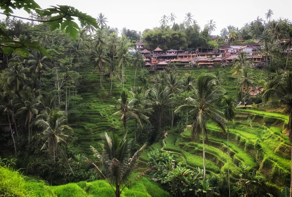 Terrasse Riz Sur Île Bali — Photo