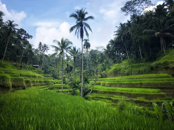 Tegallalang Rice Terrace Ubud Bali Indonesia — Stock Photo, Image