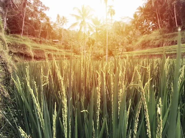 Tegallalang Rice Terrace Ubud Bali Indonesia — Stock Photo, Image