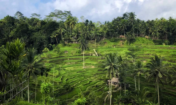 Tegallalang Rice Terrace Ubud Μπαλί Ινδονησία — Φωτογραφία Αρχείου