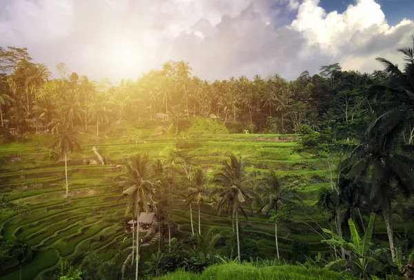 Тегаллаланг Рисовая Терраса Убуд Бали Индонезия — стоковое фото