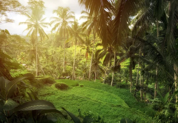 Schöne Reisterrassen Morgenlicht Der Nähe Des Dorfes Tegallalang Ubud Bali — Stockfoto