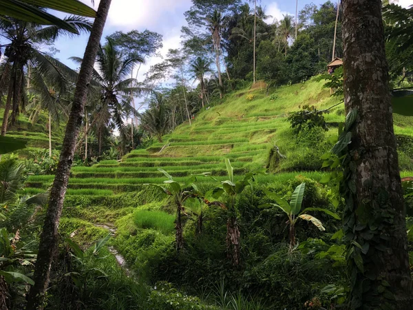 Kaunis Riisiterassit Aamulla Valoa Lähellä Tegallalang Kylä Ubud Bali Indonesia — kuvapankkivalokuva
