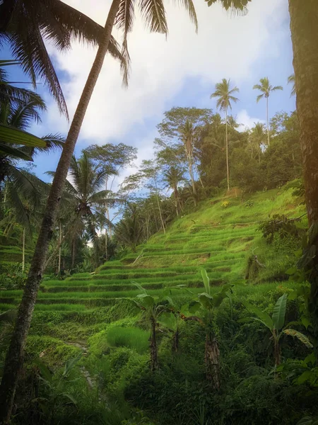 Schöne Reisterrassen Morgenlicht Der Nähe Des Dorfes Tegallalang Ubud Bali — Stockfoto