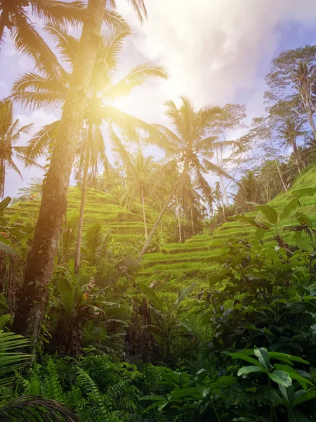 Schöne Reisterrassen Morgenlicht Der Nähe Des Dorfes Tegallalang Ubud Bali — Stockfoto