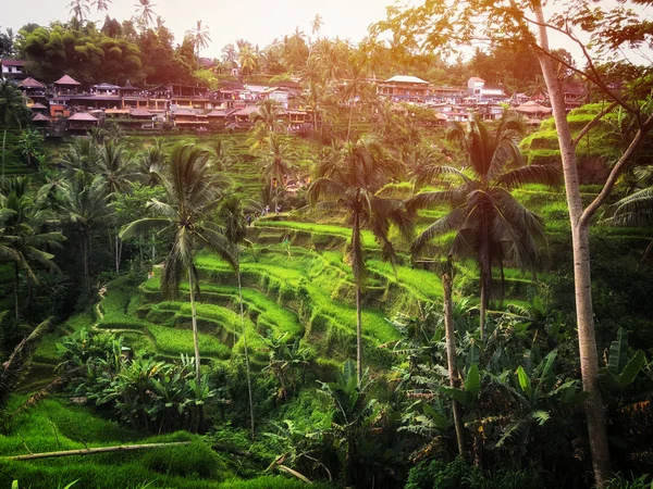 Beautiful Rice Terraces Morning Light Tegallalang Village Ubud Bali Indonesia — Stock Photo, Image