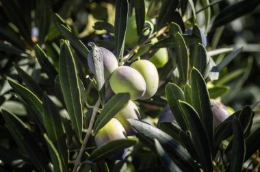 Meyve ağaçta asılı zeytin.