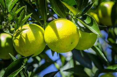 Meyve portakal ağaçta asılı.