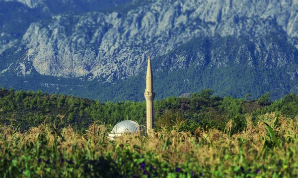 山の背景にトウモロコシ畑にあるモスク トルコ Kirish — ストック写真