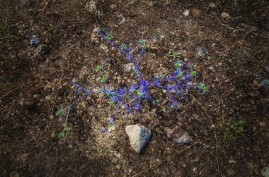 Mavi yaprakları ve dikenleri ile Amazing dikenli bitki, seçici fo