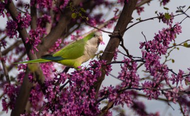 Myiopsitta monachus Roma parklarında yaşıyor