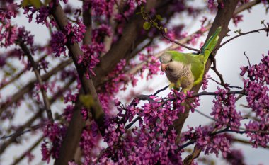 Myiopsitta monachus Roma parklarında yaşıyor