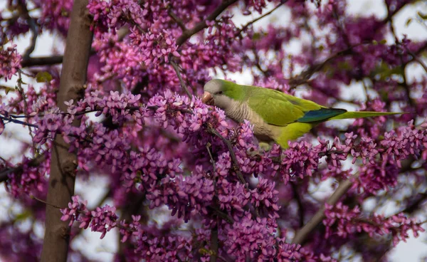 Myiopsitta Monachus Roma Parklarında Yaşıyor — Stok fotoğraf