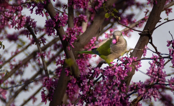 Myiopsitta Monachus Roma Parklarında Yaşıyor — Stok fotoğraf