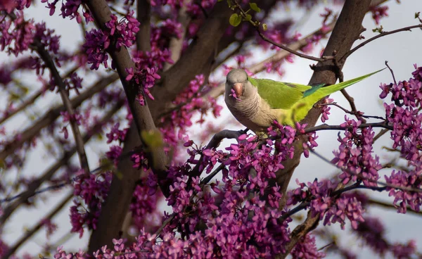 Myiopsitta Monachus Roma Parklarında Yaşıyor — Stok fotoğraf