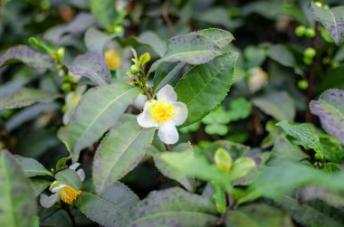 Üst görünüm tropikal yeşil yaprakları doğa arka plan.