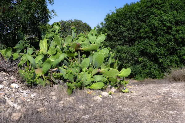 Fügekaktusz Kaktusz Gyümölcs Kaktusz Tüskék — Stock Fotó