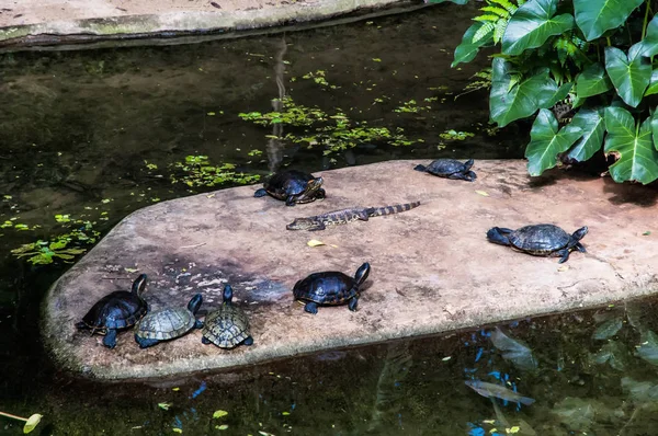 Crocodile Turtles Zoo — Stock Photo, Image