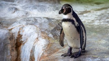 Humboldt penguenleri doğal ortamda, kayaların üzerinde duruyor 