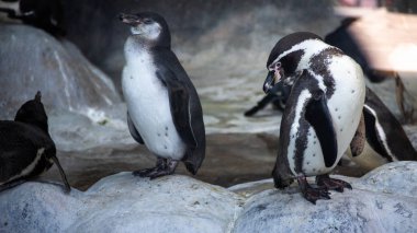 Humboldt penguenleri doğal ortamda, kayaların üzerinde duruyor 