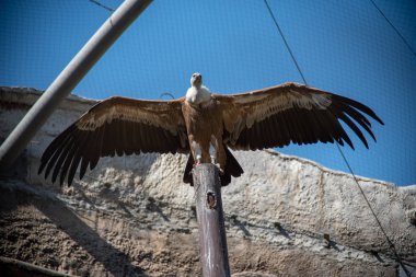 Griffon akbabası (Çingene fulvus) büyük bir Eski Dünya akbabasır
