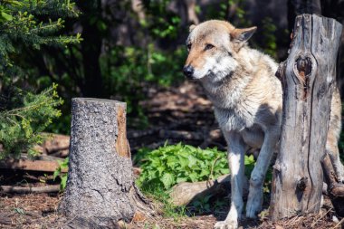 Gri Kurt (Canis lupus) Portre - esir hayvan. Z'de Kurt