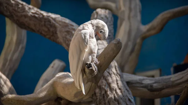 Beyaz papağan bir ağaç üzerinde oturan ve tüyleri bakımı — Stok fotoğraf