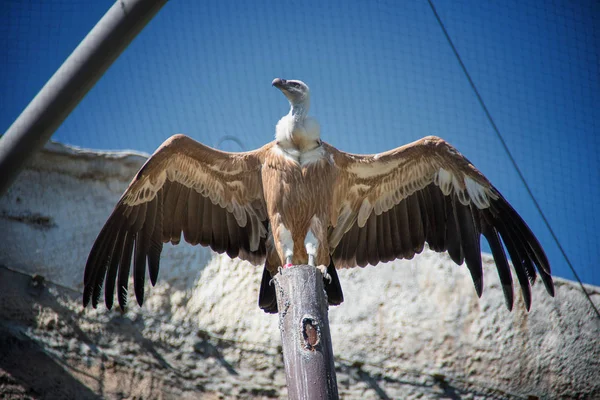 Der Gänsegeier (gyps fulvus) ist ein großer Altweltgeier. — Stockfoto