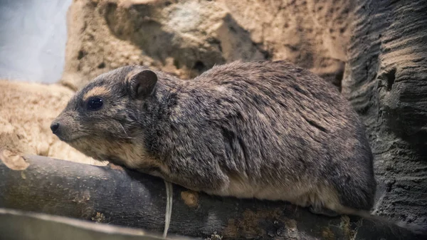 La roche hyrax Procavia capensis, également appelé blaireau de roche, roche — Photo