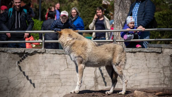 俄罗斯， 莫斯科 - 24 阿古斯特 2019.狼在动物园和游客 — 图库照片