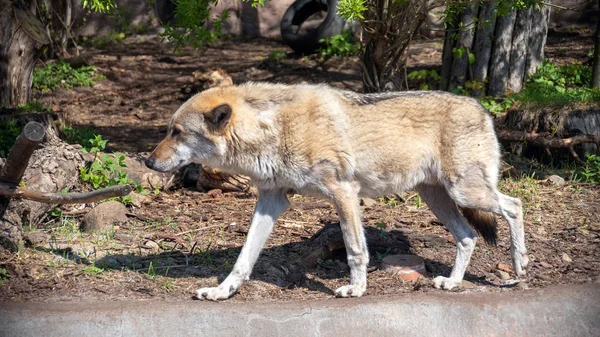 Grijze wolf (Canis Lupus) portret-gevangen dier. Wolf op de z — Stockfoto