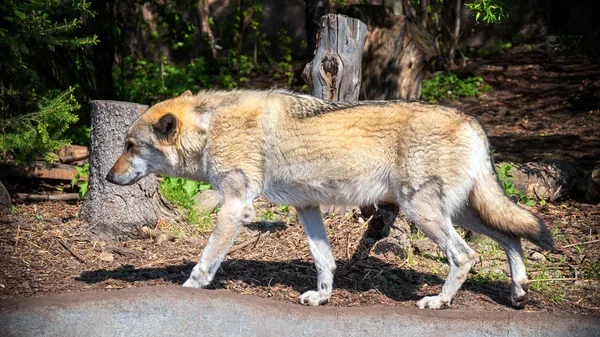 Grijze wolf (Canis Lupus) portret-gevangen dier. Wolf op de z — Stockfoto