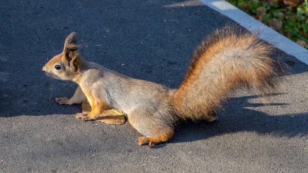 Close-up of a red squirrel.  Fluffy squirrel in a city park on t — Stock Photo, Image