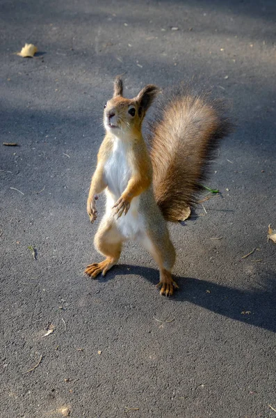 Close-up of a red squirrel.  Fluffy squirrel in a city park on t — Stock Photo, Image