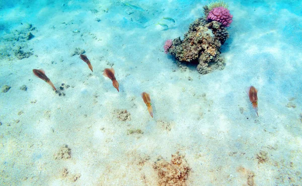 Барвистий Кораловий Риф Екзотичними Рибами Червоного Моря Єгипет — стокове фото