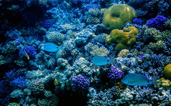 Colorido Arrecife Coral Con Peces Exóticos Del Mar Rojo Egipto —  Fotos de Stock