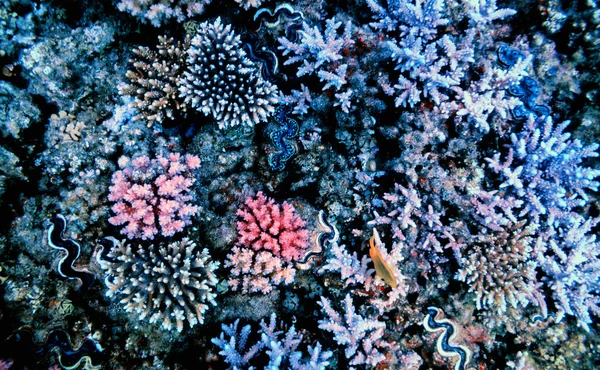 Πολύχρωμο Κοραλλιογενή Ύφαλο Εξωτικά Ψάρια Της Ερυθράς Θάλασσας Αίγυπτος — Φωτογραφία Αρχείου