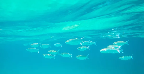 Barriera Corallina Variopinta Con Pesci Esotici Del Mar Rosso Egitto — Foto Stock