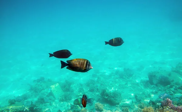 Πολύχρωμο Κοραλλιογενή Ύφαλο Εξωτικά Ψάρια Της Ερυθράς Θάλασσας Αίγυπτος — Φωτογραφία Αρχείου