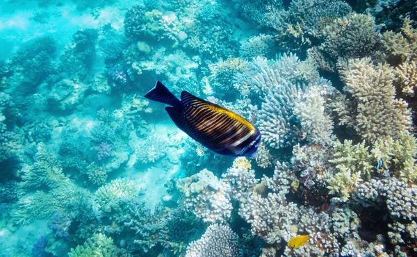 Colorido Arrecife Coral Con Peces Exóticos Del Mar Rojo Egipto —  Fotos de Stock