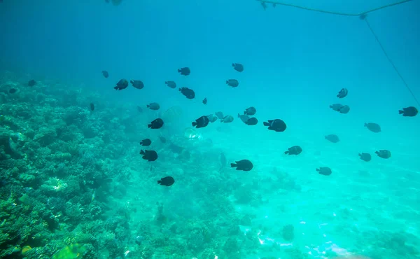 Barriera Corallina Variopinta Con Pesci Esotici Del Mar Rosso Egitto — Foto Stock