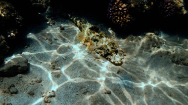 Kızıl Deniz 'in egzotik balıklarıyla dolu renkli mercan resifleri. Mısır.