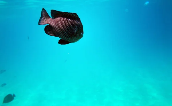 Barriera Corallina Variopinta Con Pesci Esotici Del Mar Rosso Egitto — Foto Stock